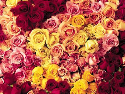 Много роз красивых. Разные цветы. Розы разных цветов. Охапка цветов. Куча разных роз.