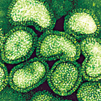 Вирус гриппа под микроскопом