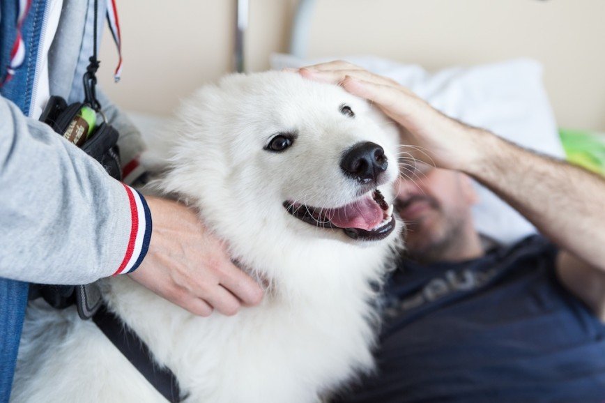 Собаки-терапевты в ЦПП (фото Дарья Урясьева)