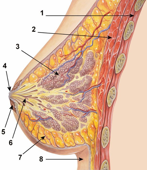Женская грудь, анатомия