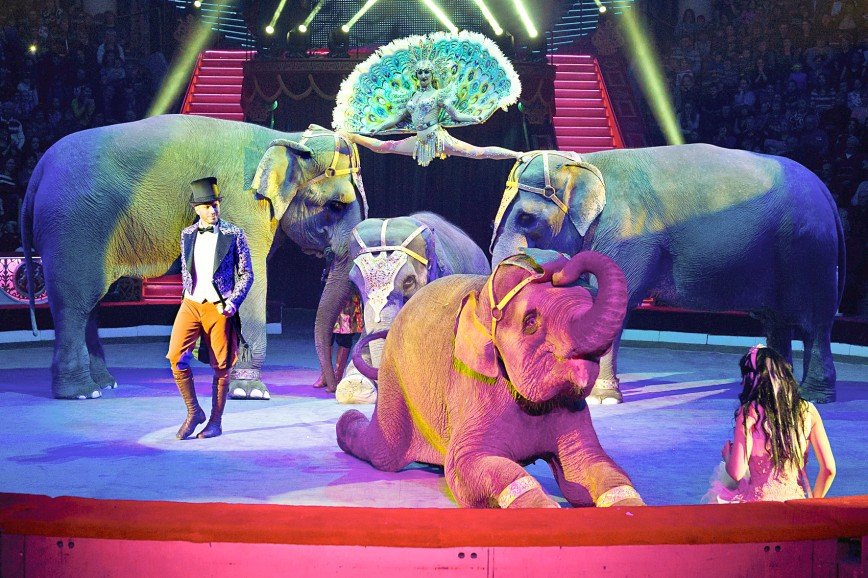 С Цветного бульвара в Японию: московский цирк им. Никулина покидает Россию