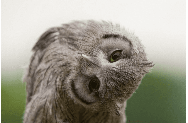 Бар с живыми совами Annie The Owl откроется в Лондоне