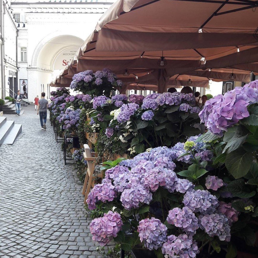 Уникальный Цветочный рынок появился на Тверской площади