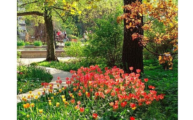 Весенний фестиваль цветов в Ботаническом саду МГУ