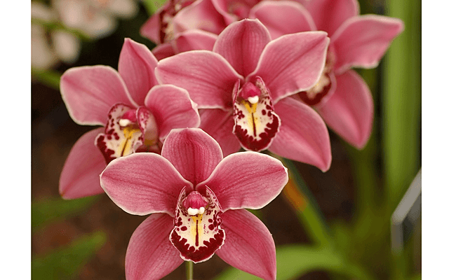 IV Зимний фестиваль орхидей в Ботаническом саду 