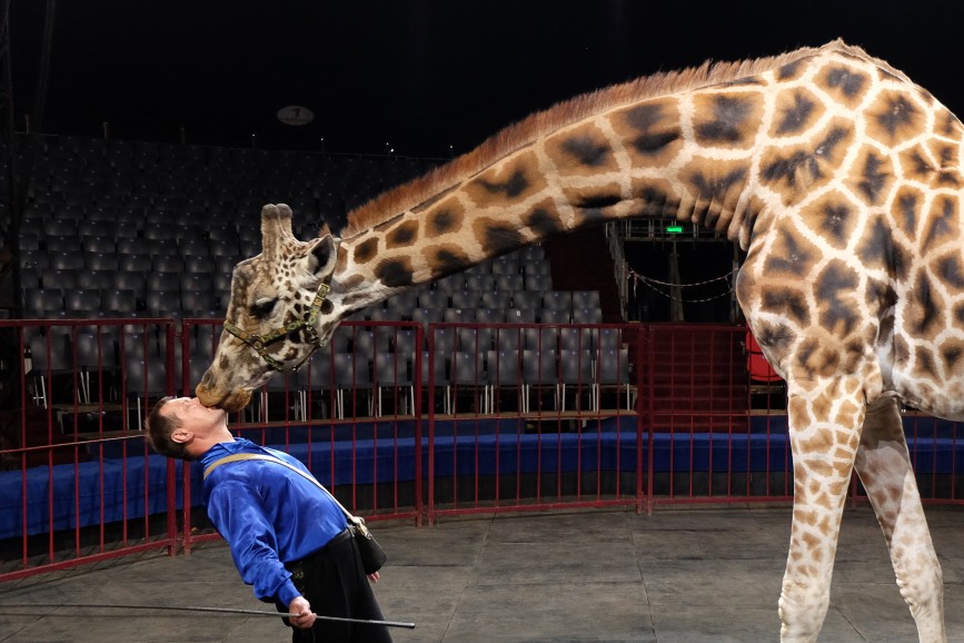 В московском цирке впервые выступят жираф и козел-канатоходец 