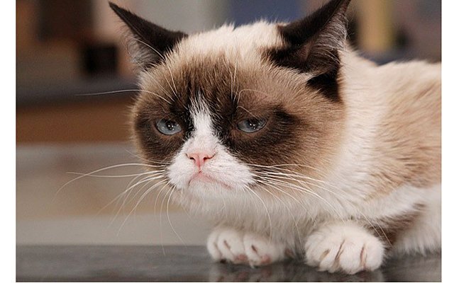 В России выходит книга о знаменитой Grumpy Cat