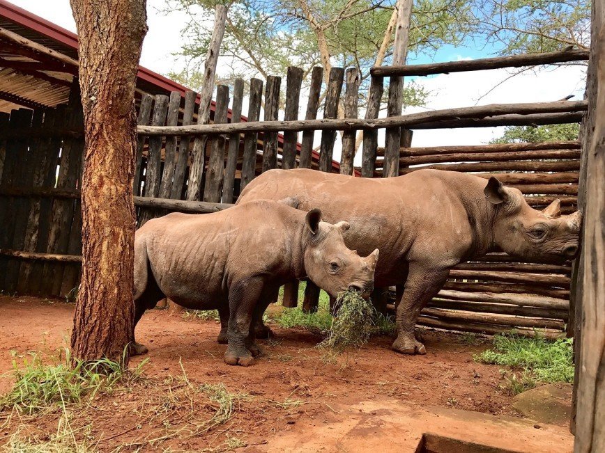 Черные носороги стали пассажирами рейса из Йоханнесбурга