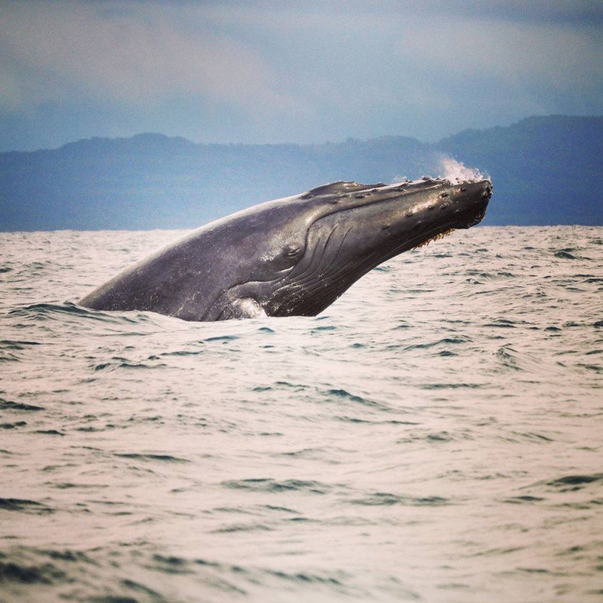 В Доминикане близится сезон наблюдения за горбатыми китами