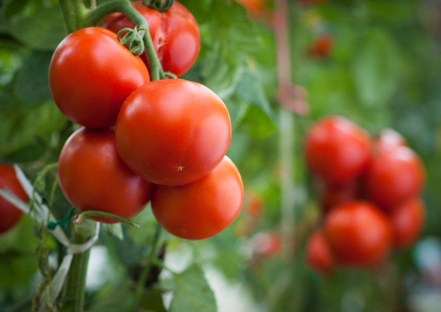 Маринованные помидоры по-итальянски за 30 минут