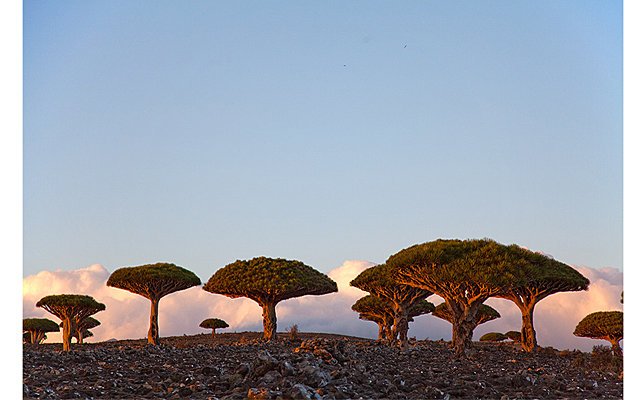 Сокотра – жемчужина Йемена: плато и каньоны