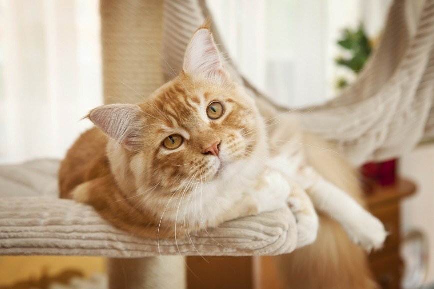 Какие породы кошек позволительно стричь. И нужно ли это делать?