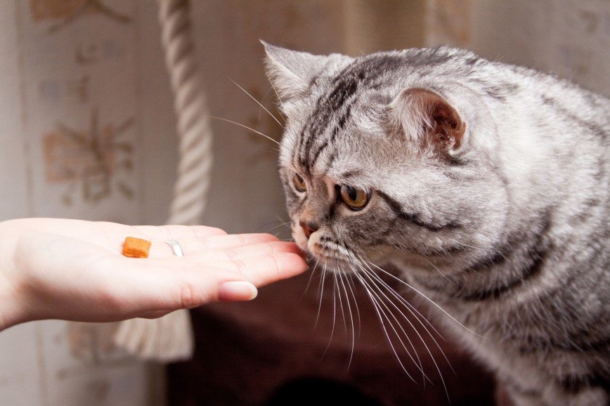 Каким должно быть питание стерилизованной кошки?