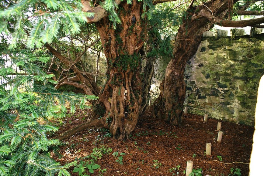 Старейшее дерево, растущее в Европе, сменило пол