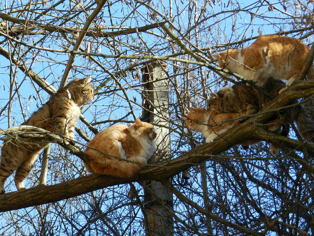 Коты мартовские Малефисента