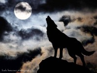Одинокий волк 