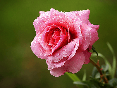 Розовая роза tigrenоk