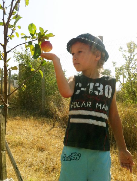 Первый урожай нашей яблоньки. :) Гита Ягг