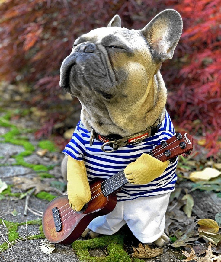 — Как приятно играть на мандолине!
— Это гитара, а не мандолина.
— Для безумца, который влюблен, это мандолина...

Антон Павлович Чехов, "Вишневый сад" Pe❀ny