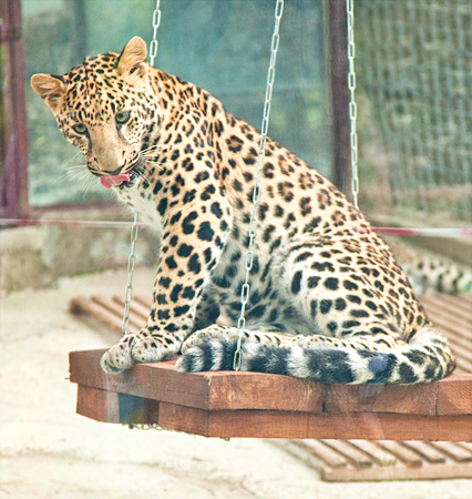 леопард Танютка ☀