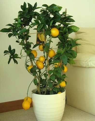 комнатный цветок лимонник фото