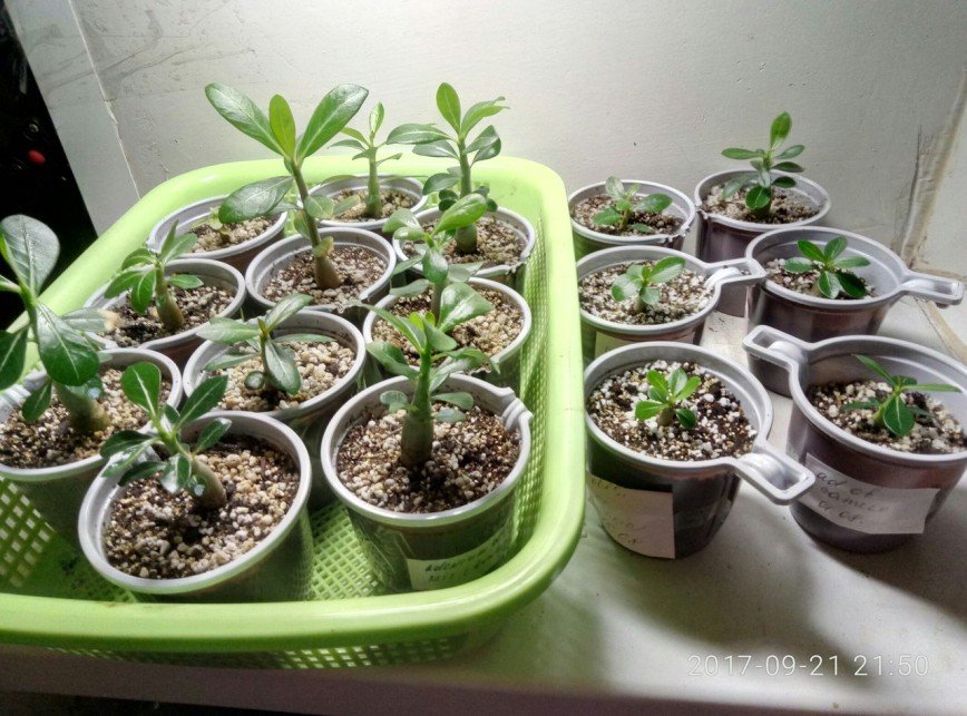 Посадка адениума семенами в домашних условиях фото пошагово
