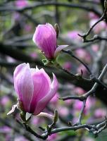 magnoliy V.I.P.