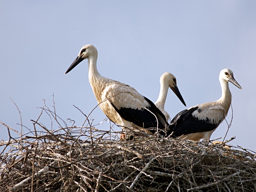 Родина аистов - гнездо, в которое они возвращаются каждый год и выводят птенцов. Милая Конь