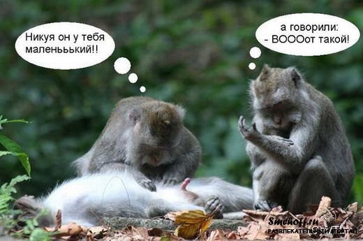 Смешные картинки про обезьян с надписями