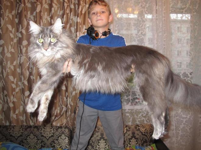 Кот серый Мейн кун размер