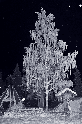 снежное дерево ✲саша05✲
