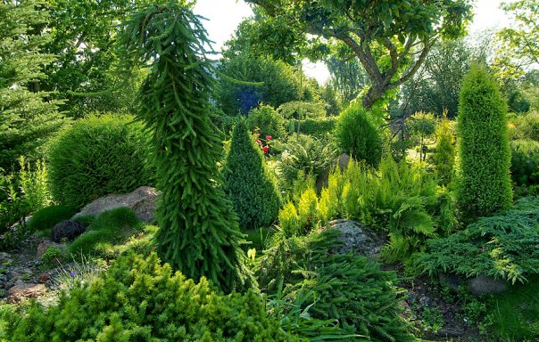 Хвойный сад Константина Коржавина