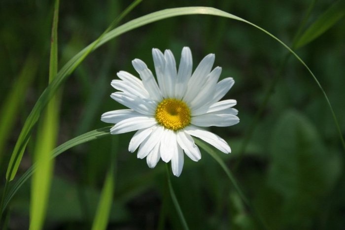 daisy in GTNP-1.jpg