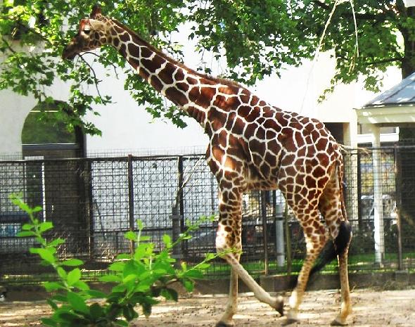 Московский зоопарк стал работать на час меньше 