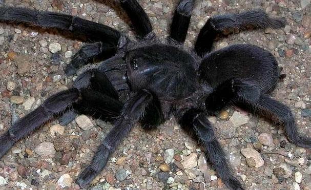 Черный паук виды и фото