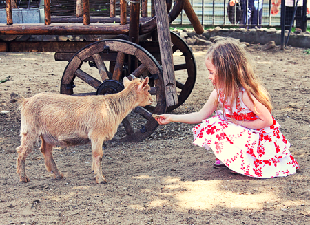 В Московском зоопарке можно "пообщаться" с домашними животными, например, с козликом Валерия&Ксения