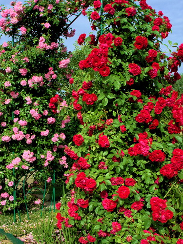 Розы плетистые :-) dressy (ruzik)