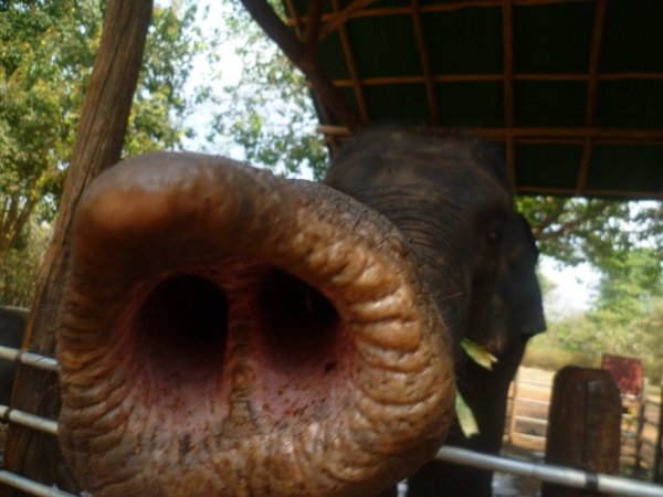 Тайский слоник :) Р_Е_И