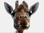 Жирафка F**