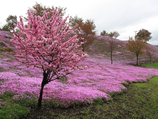 Японские поля с цветущей Шиба-Закура