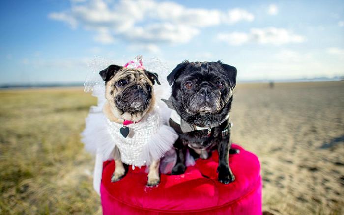 Собачья свадьба: совет да любовь Джасмин и Джасперу