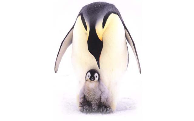Новогодние игрушки: супер-пингвины - каталог статей на сайте - ДомСтрой