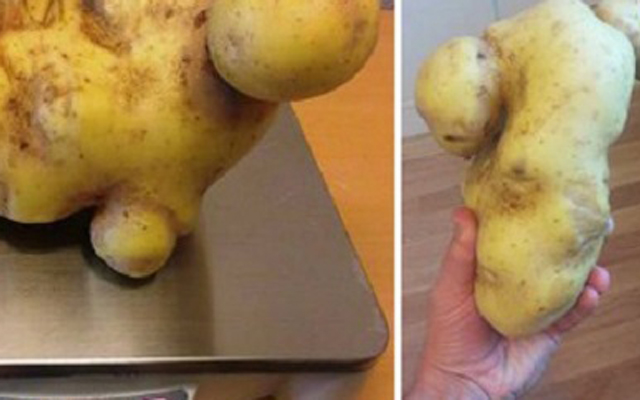 В Швеции нашли картошку - "Кейт Уинслет"  