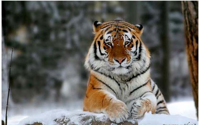 Мир тигров