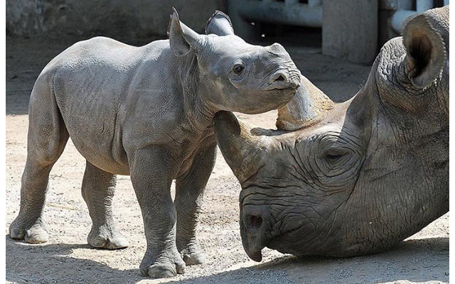 Носорог и осьминог носят десять пар. Западный черный носорог. Вымершие животные. Вымирающие виды животных. Животные которые вымерли.