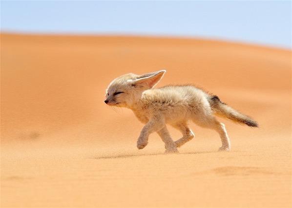 Лучшие фото животных на фотоконкурсе National Geographic Tra