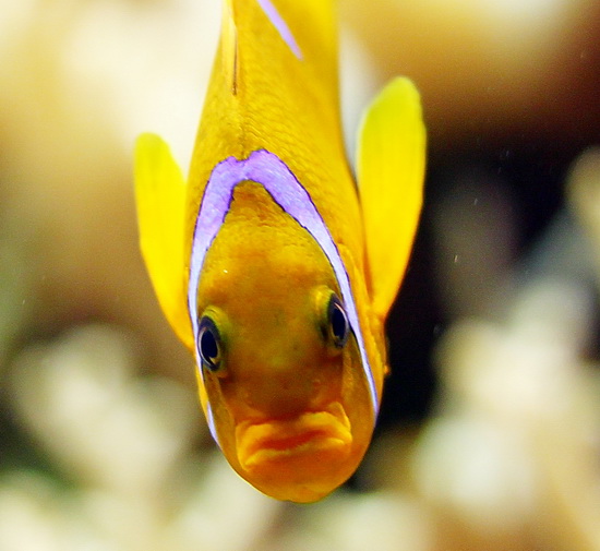 Анемоновая рыба-двухполосый клоун  Nuvola
