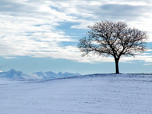 Z:\Media\Fotos\_Anastasia\Naturbilder\winter\november 220 Kopie.jpg