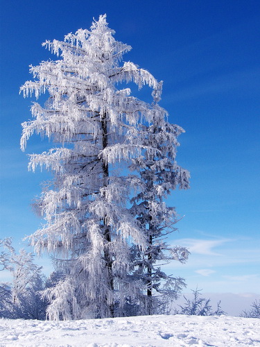 Z:\Media\Fotos\_Anastasia\Naturbilder\winter\eva1P1160008.jpg