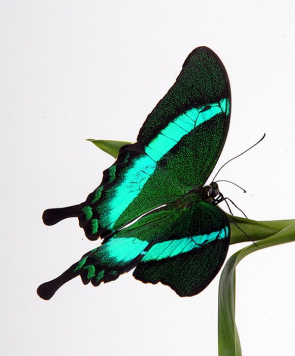 Папилио Палинурус бабочка голубая